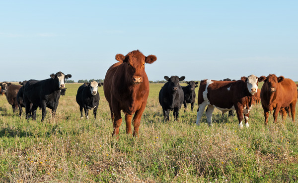 cattle grazing in a field | Central Dakota Frontier Cooperative